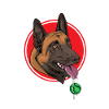 Belgian Malinois