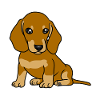 Gravhund Kæledyr Hunde Hund Børn Baby