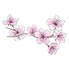 Cherry blossoms