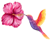 Colibri et Hibiscus en Aquarelle