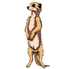 meerkat