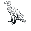 Eagle Eagle Bird Raptor