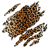 Wild Leopard Inside