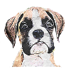 Boxer puppy