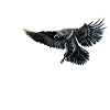 Nighthawks - Night owls raven