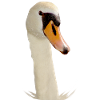 Schwan