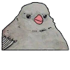 Annoyed Bird Meme