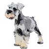 Miniature Schnauzer 1