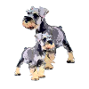 Miniature Schnauzer duo