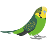 Bird budgerigar