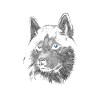 Husky, chien