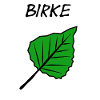 birch