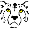 guépard