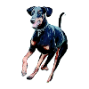 Doberman