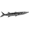 Barracuda