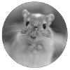 Gerbil Ida