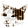 Chat brun