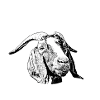 Goat therapy | Goats Therapy