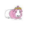 princess guinea pig