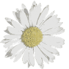 Gänseblümchen