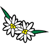 Blumen und Kräuter: Edelweiss