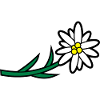 Blumen und Kräuter: Edelweiss