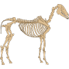 Horses Skeleton Bone Skeleton