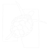 tortue