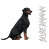 Dobermann,Hundesport,Hunderasse,Wachhund,Haustiere
