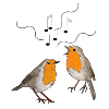 Singing robins
