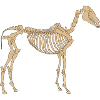 Paleolithic Skeleton Horse