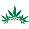 cannabis Cannabisblatt Ganjakraut Haschisch