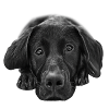 Cute Dog Dog Cute