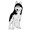 Husky Dog