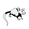 Maus Ratte Nager Nagetier Schädling Tier