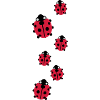 Marienkäfer