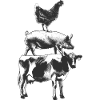 Chicken Pig Cow