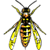 Wespe