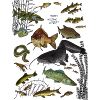 Poissons fish