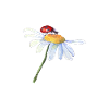Chamomile flower and ladybug