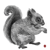 Squirrel