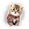 Kitten