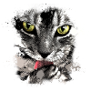 Cool cats shirt