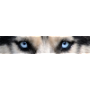 Husky eyes