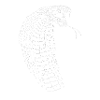 Cobra - Snake