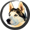 Husky