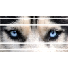 Husky eyes