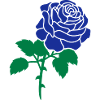 Blue rose