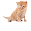 Kitten