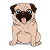 pug